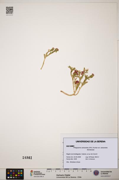 Philippiamra celosioides [Espécimen: ]