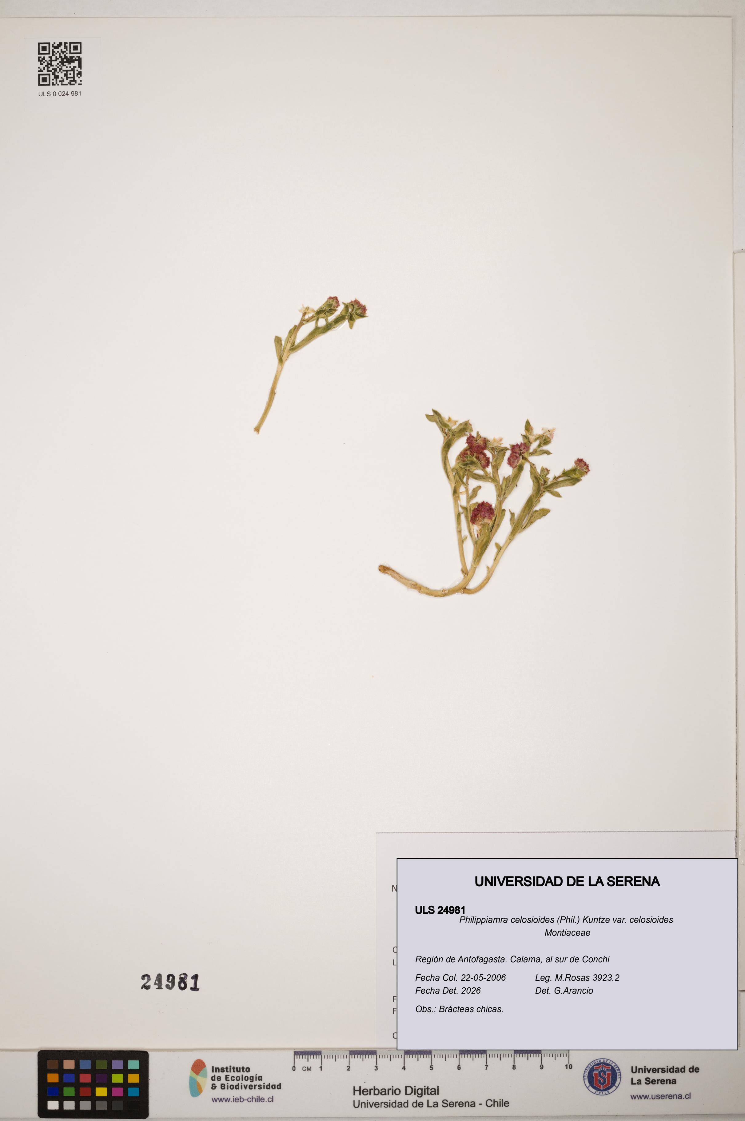 Philippiamra celosioides [Espécimen: ]