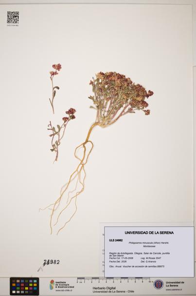 Philippiamra minuscula [Espécimen: ]