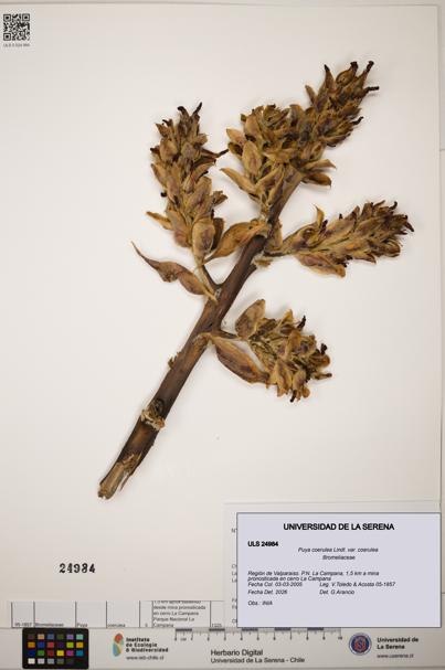 Puya coerulea var. coerulea [Espécimen: ]