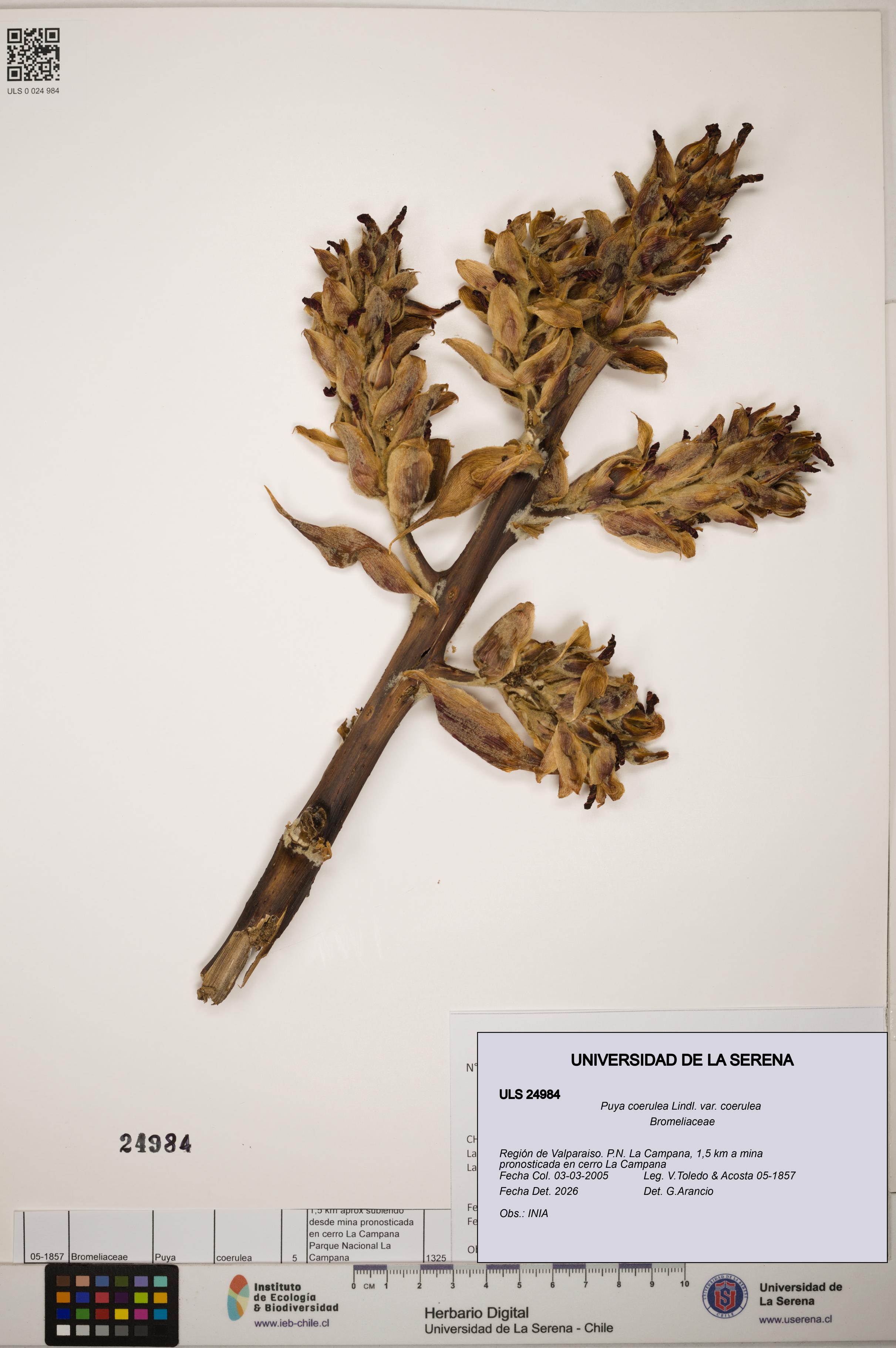 Puya coerulea var. coerulea [Espécimen: ]