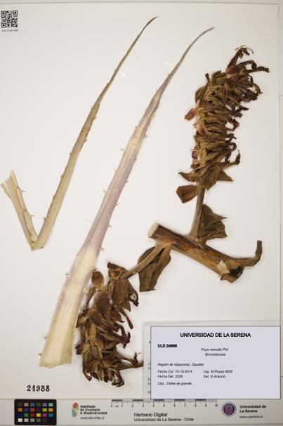 Puya venusta [Espécimen: ]