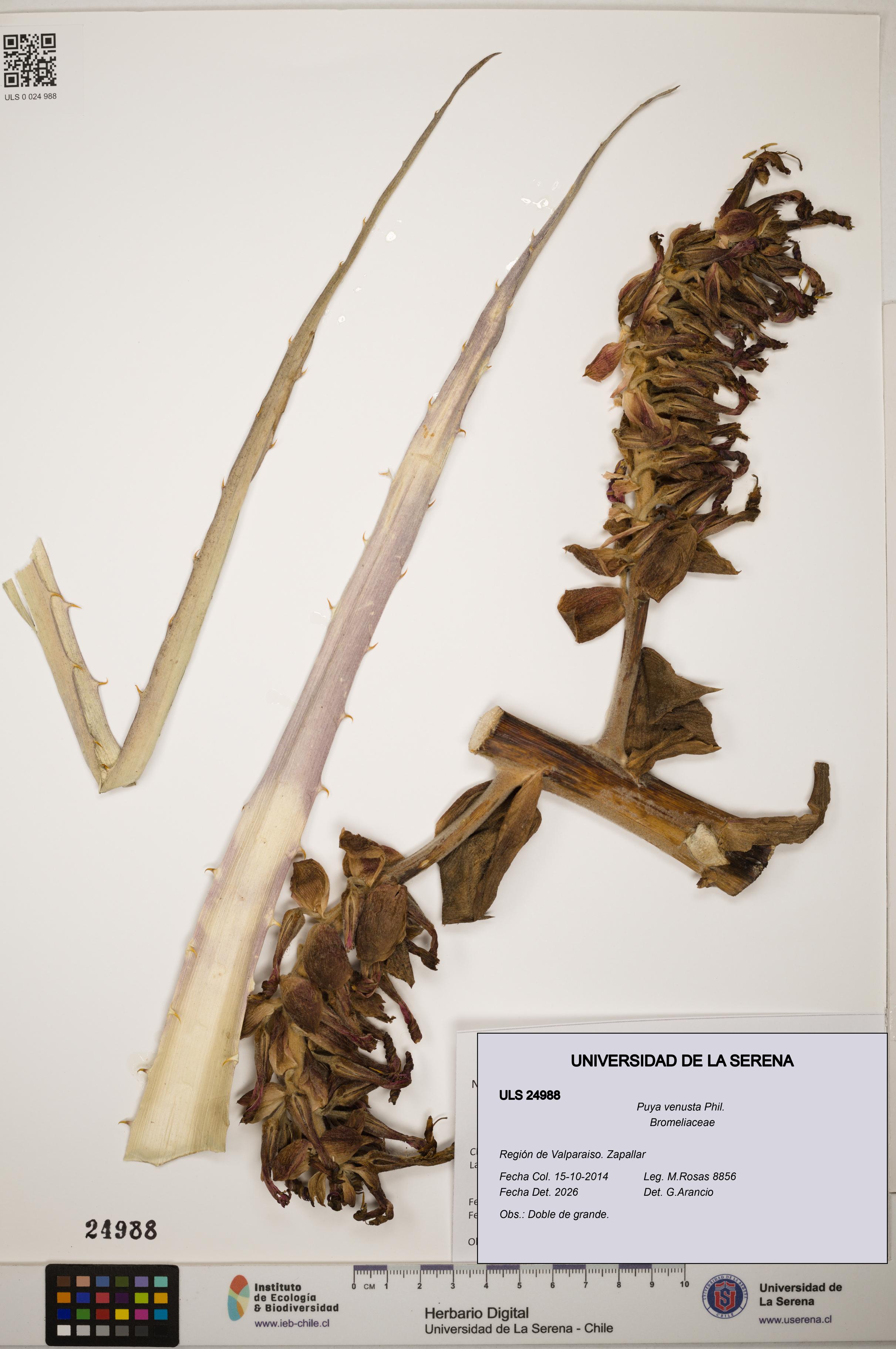 Puya venusta [Espécimen: ]
