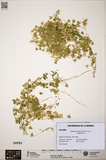 Tropaeolum brachyceras [Espécimen: ]