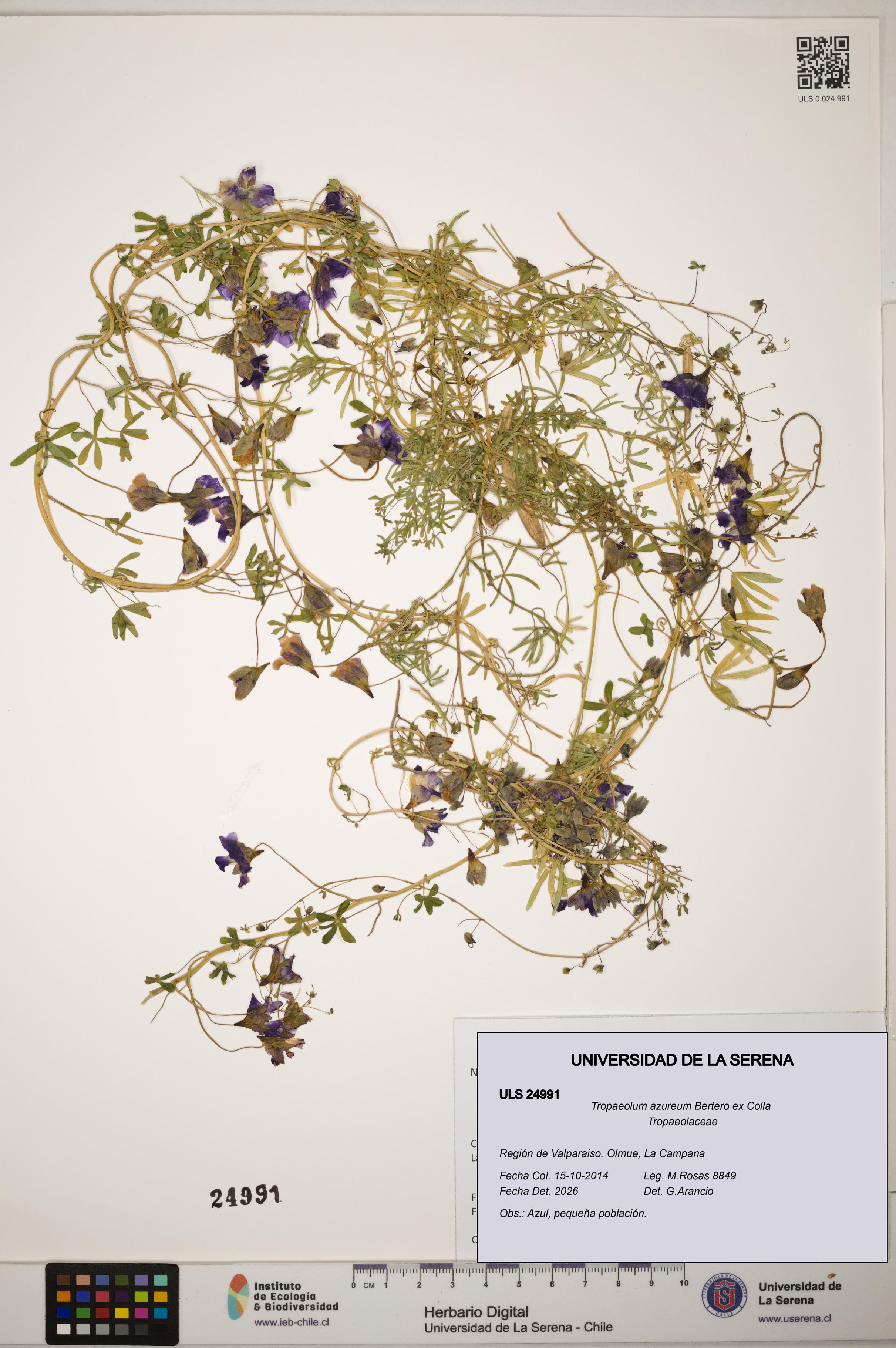 Tropaeolum azureum [Espécimen: ]