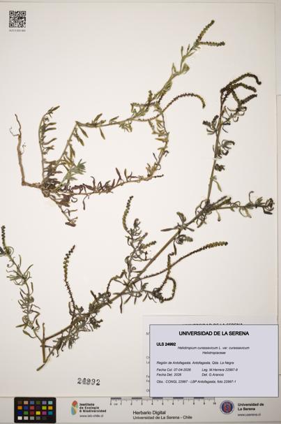 Heliotropium curassavicum var. curassavicum [Espécimen: ]