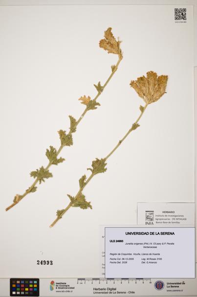 Junellia origenes [Espécimen: ]