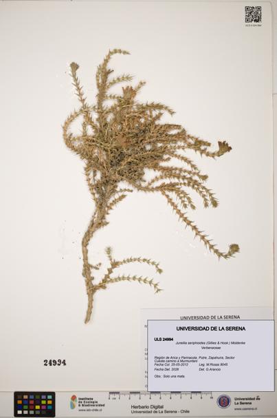 Junellia seriphioides [Espécimen: ]