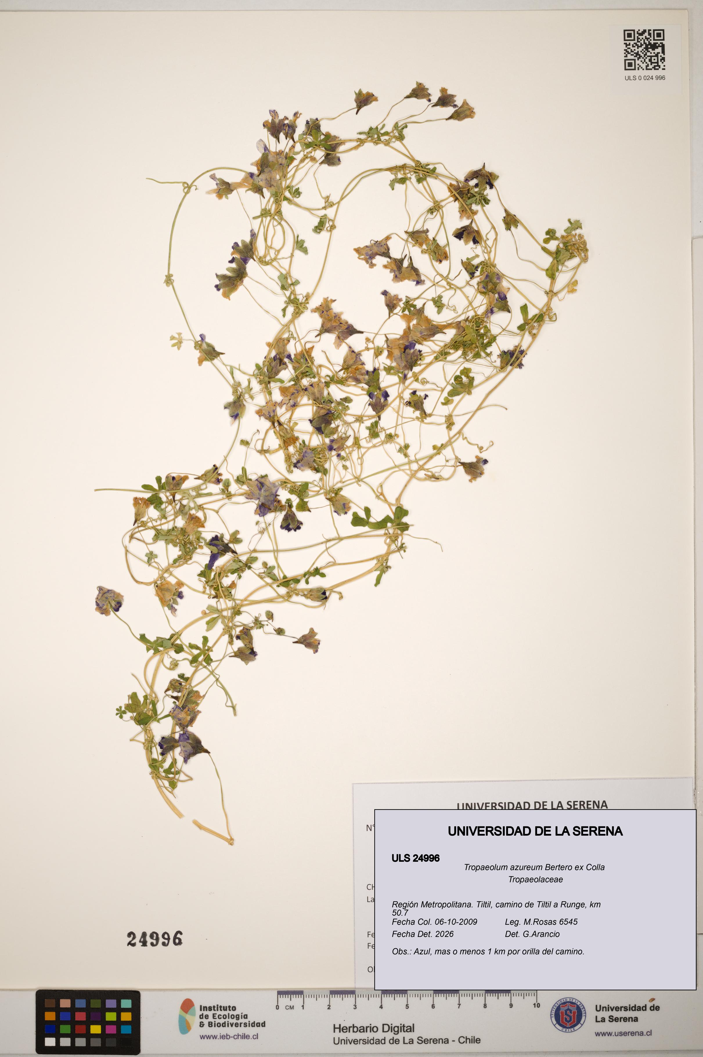 Tropaeolum azureum [Espécimen: ]