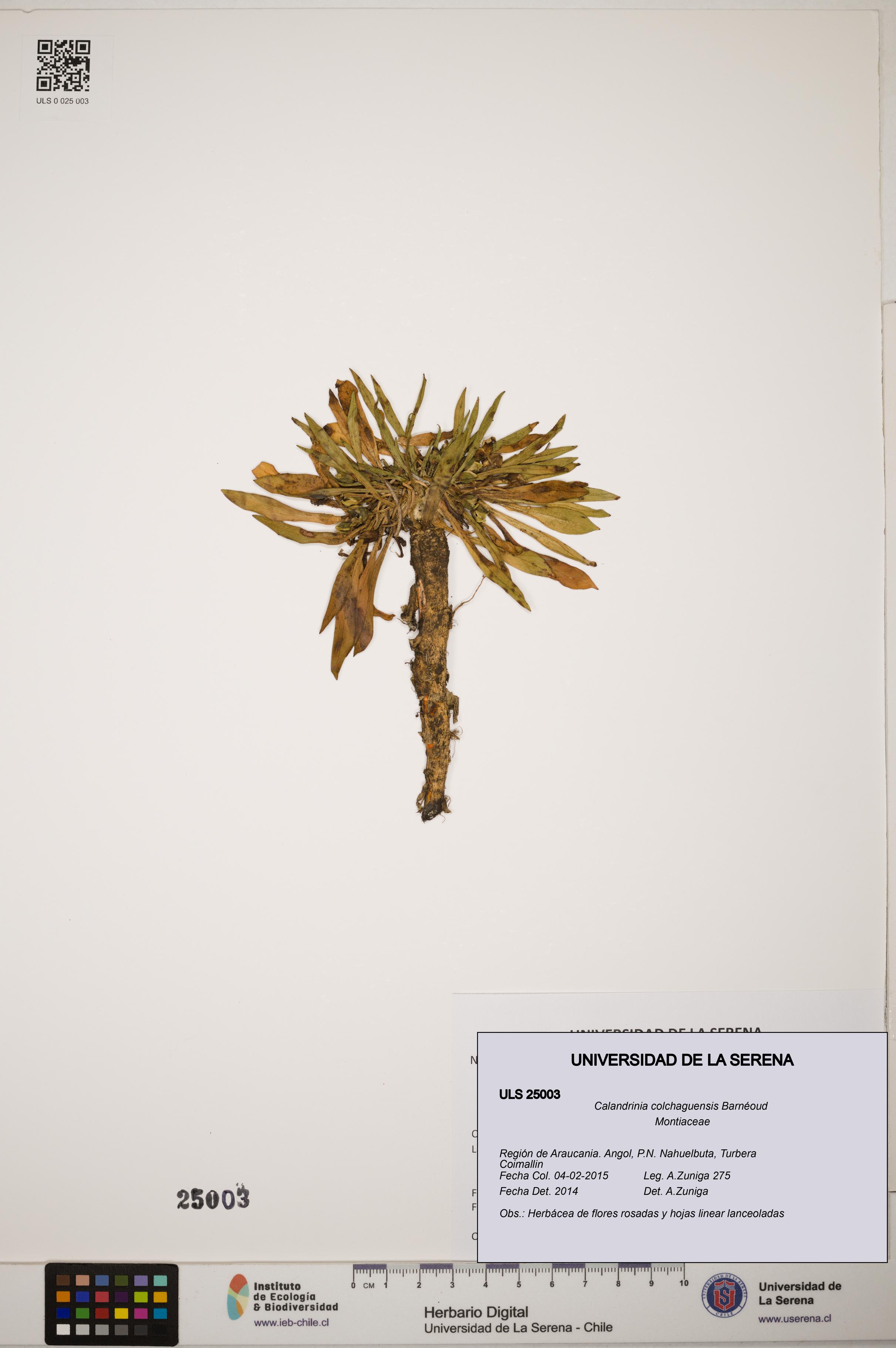 Calandrinia colchaguensis [Espécimen: ]