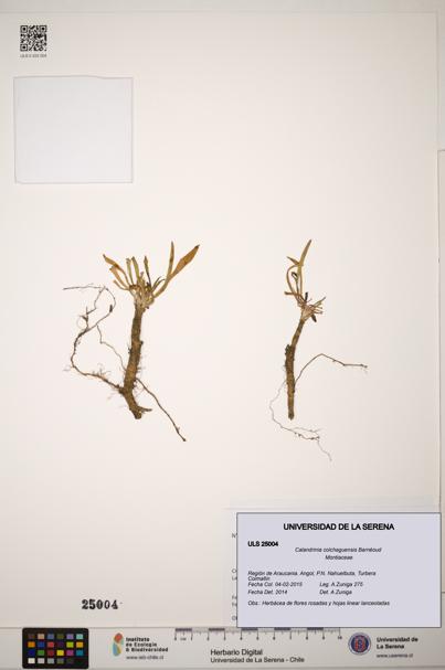 Calandrinia colchaguensis [Espécimen: ]