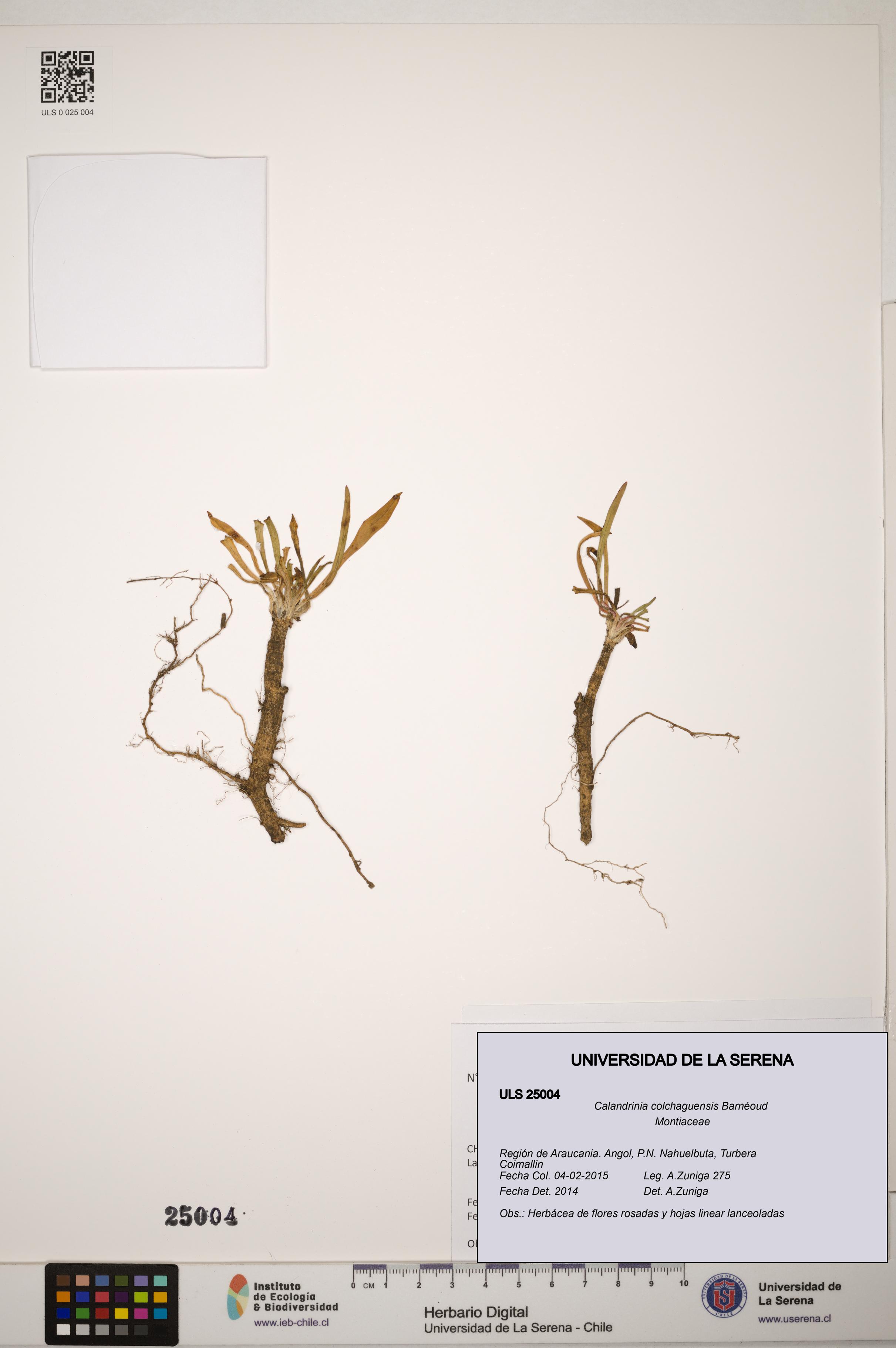 Calandrinia colchaguensis [Espécimen: ]