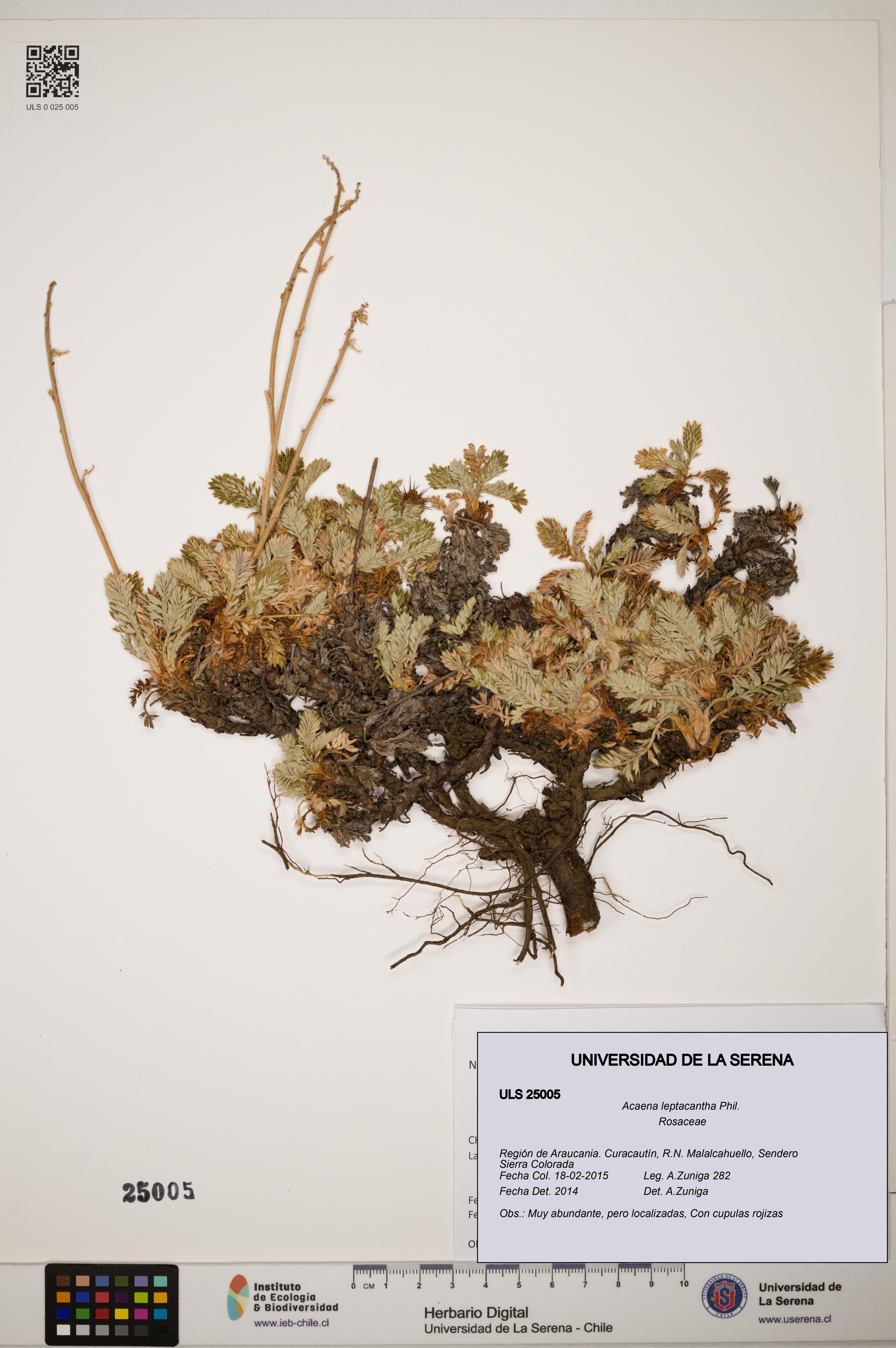 Acaena leptacantha [Espécimen: ]