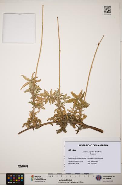 Acaena argentea [Espécimen: ]
