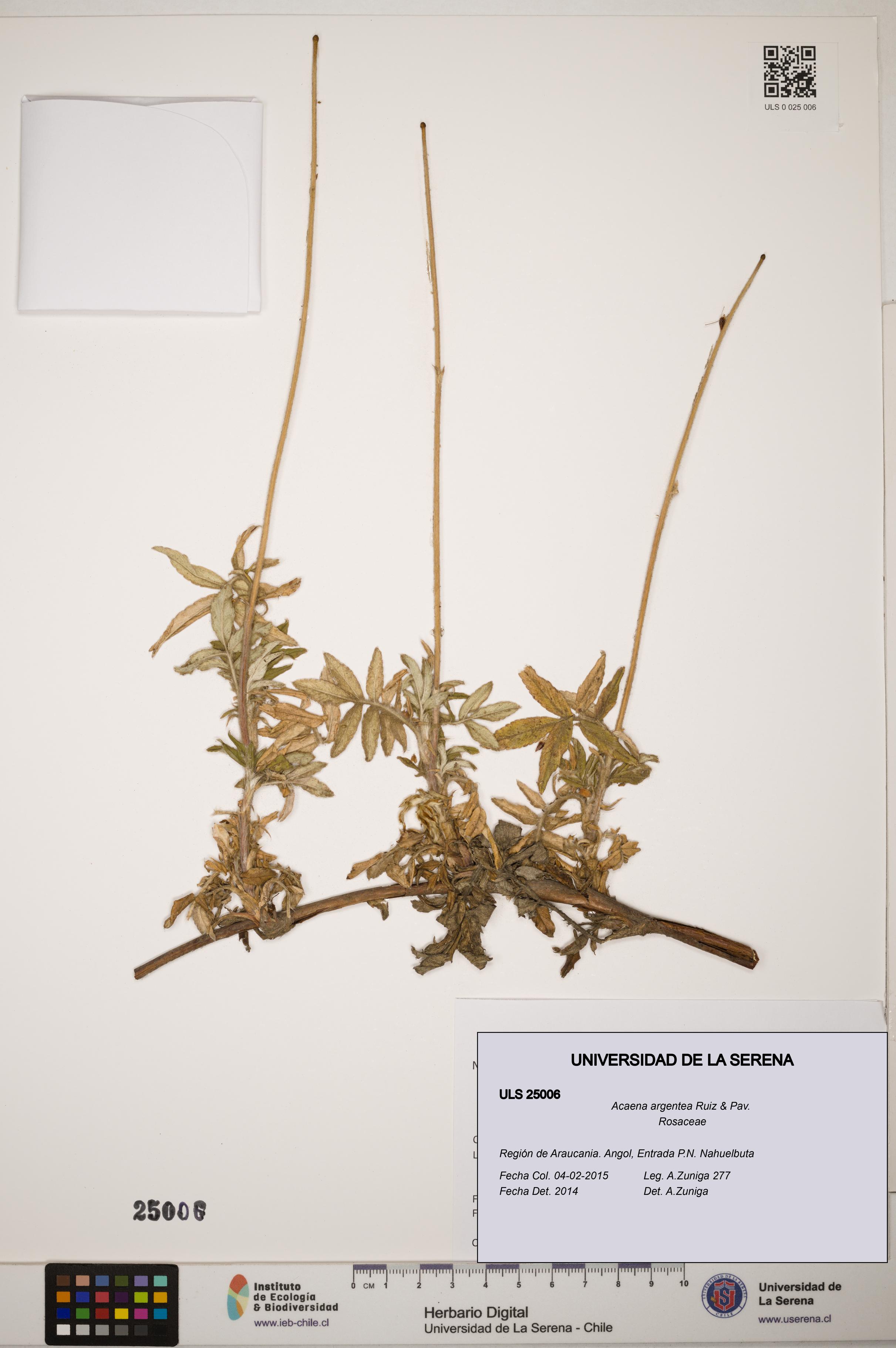 Acaena argentea [Espécimen: ]