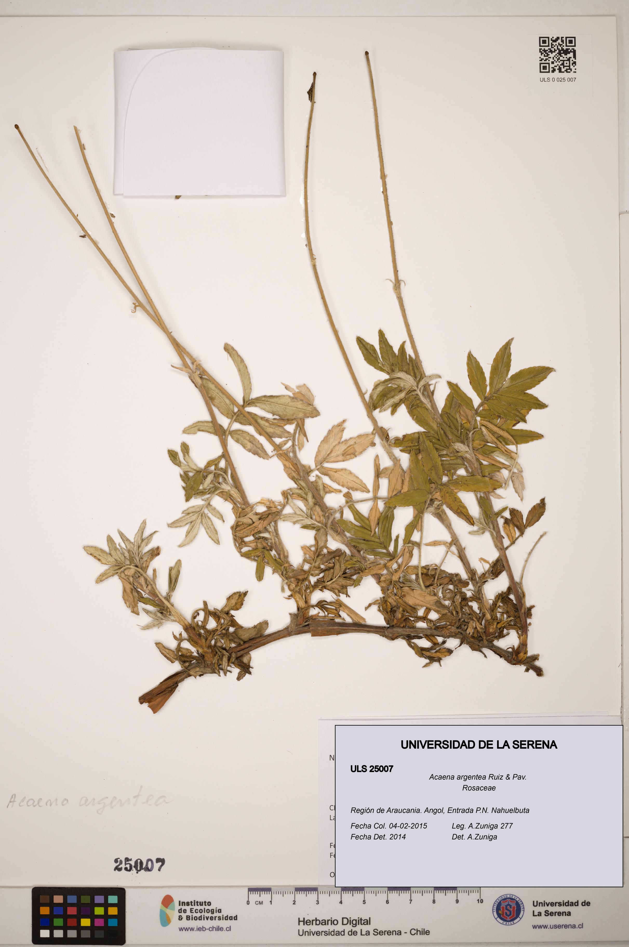 Acaena argentea [Espécimen: ]