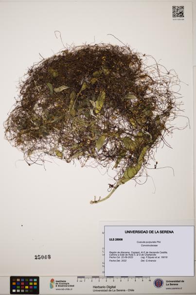 Cuscuta purpurata [Espécimen: ]