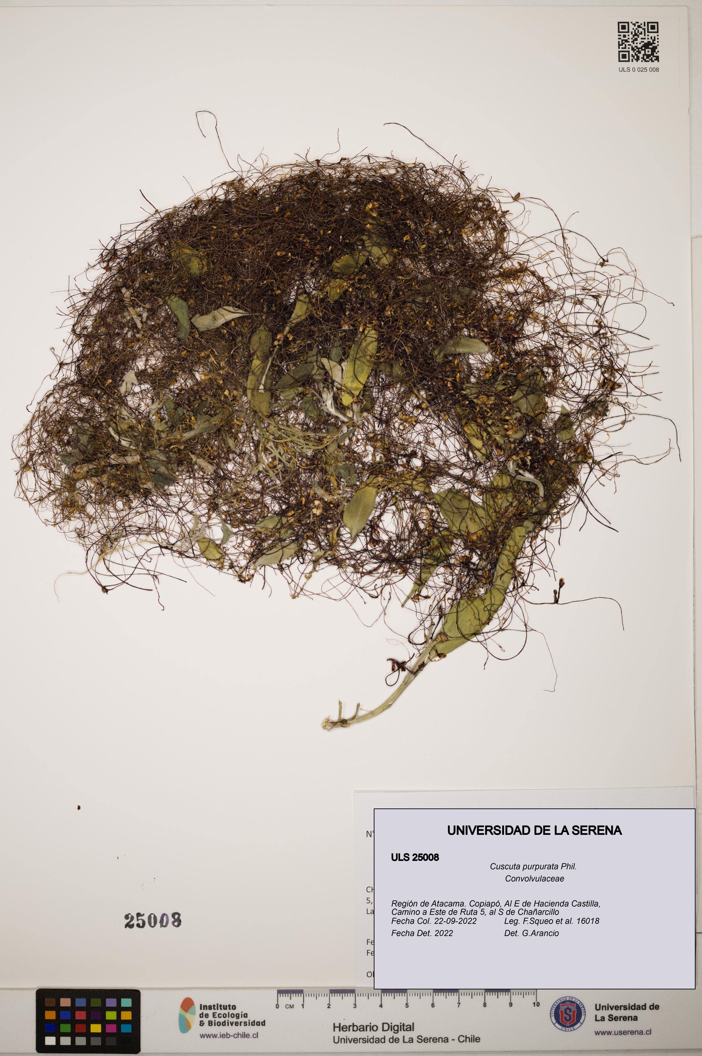Cuscuta purpurata [Espécimen: ]