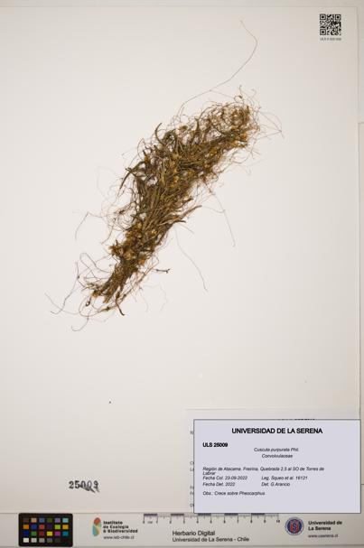 Cuscuta purpurata [Espécimen: ]