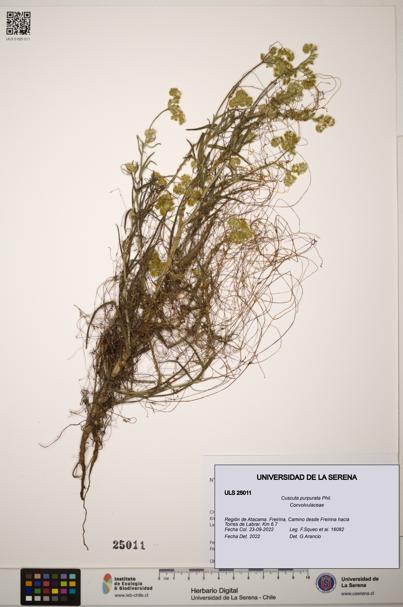 Cuscuta purpurata [Espécimen: ]
