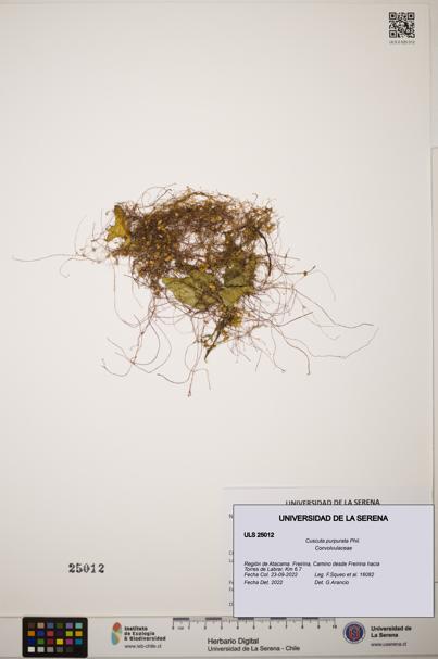 Cuscuta purpurata [Espécimen: ]
