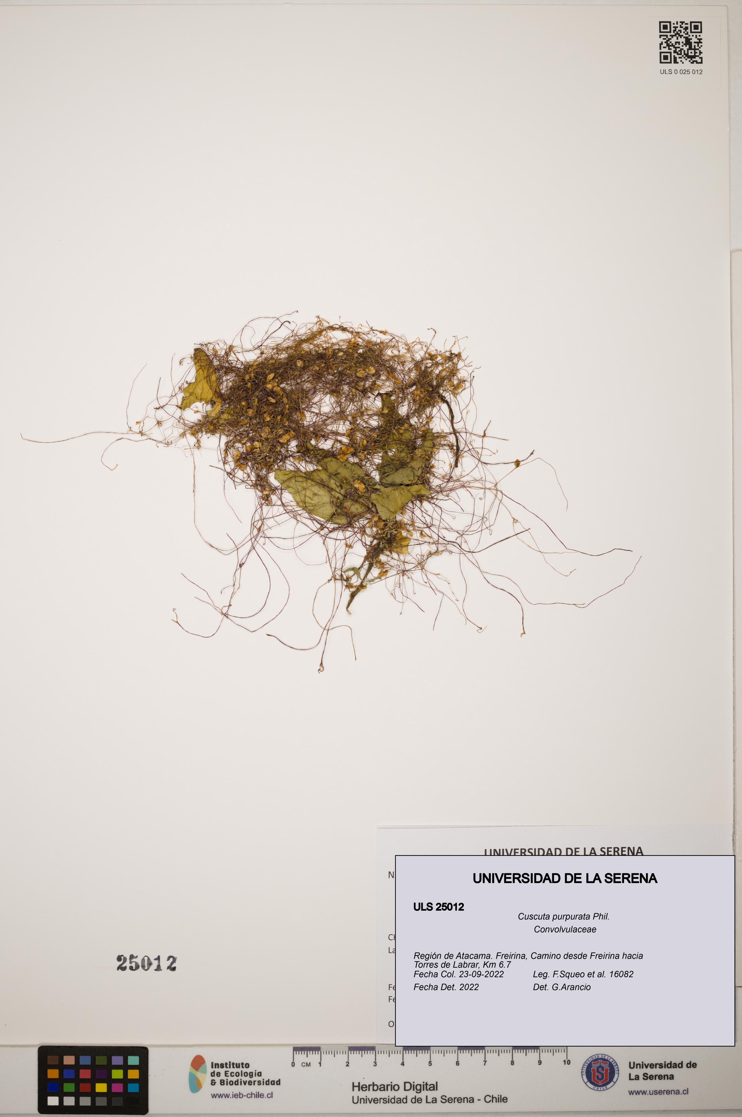 Cuscuta purpurata [Espécimen: ]