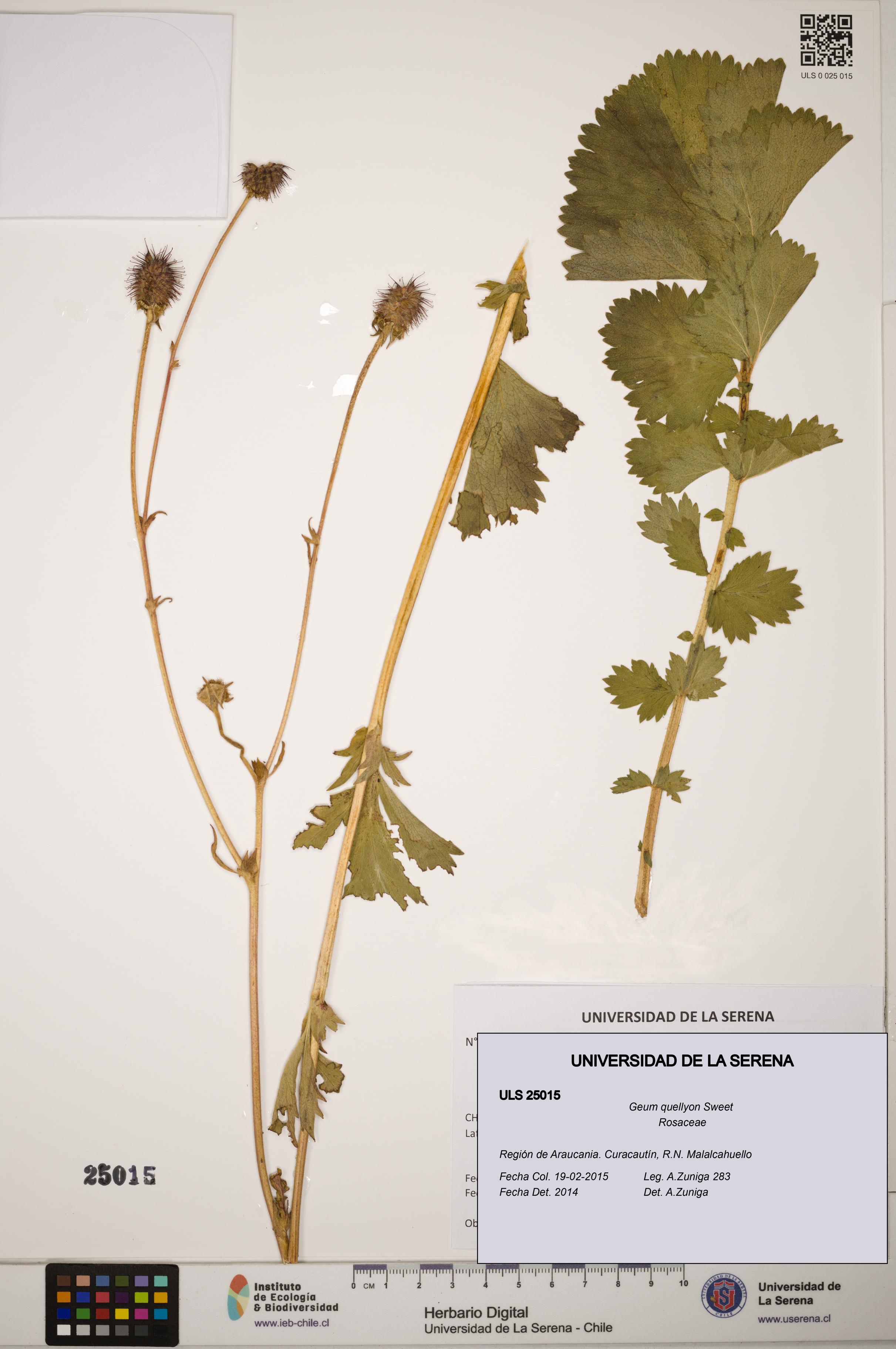 Geum quellyon [Espécimen: ]