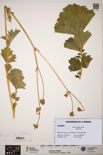 Geum quellyon [Espécimen: ]