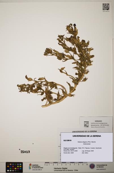 Nolana elegans [Espécimen: ]