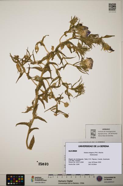 Nolana elegans [Espécimen: ]