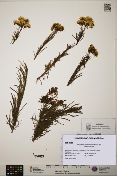 Heliotropium stenophyllum [Espécimen: ]
