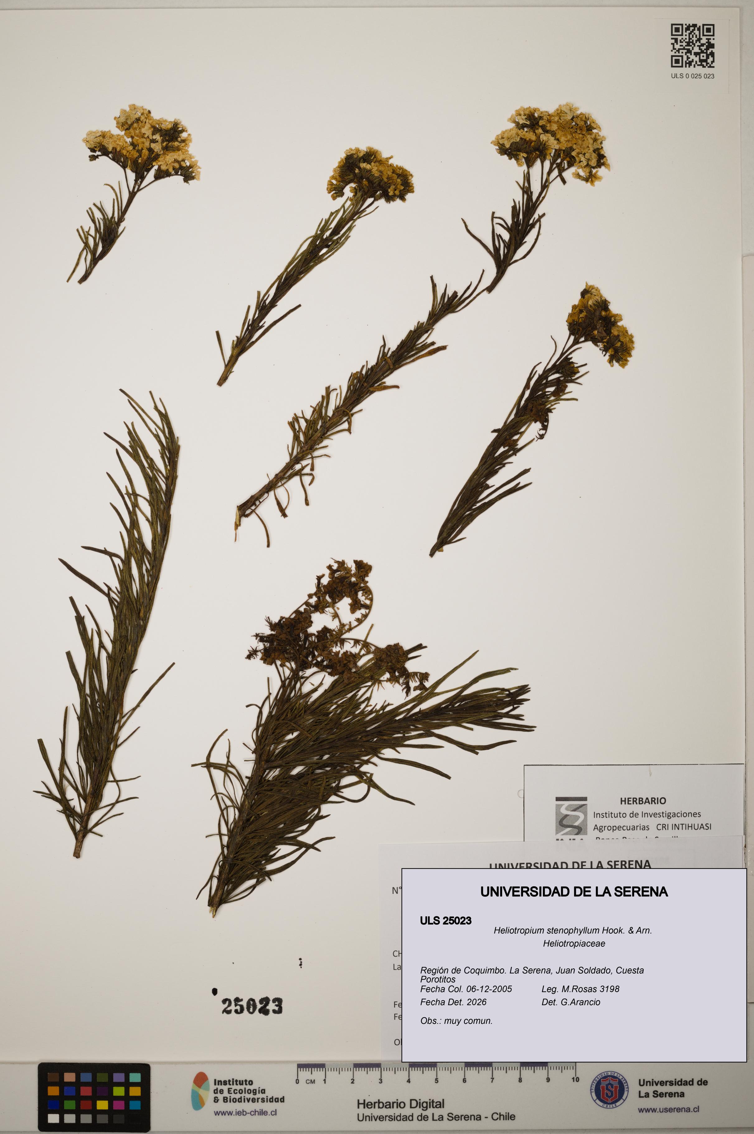 Heliotropium stenophyllum [Espécimen: ]