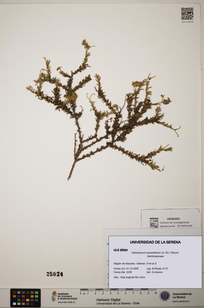 Heliotropium myosotifolium [Espécimen: ]