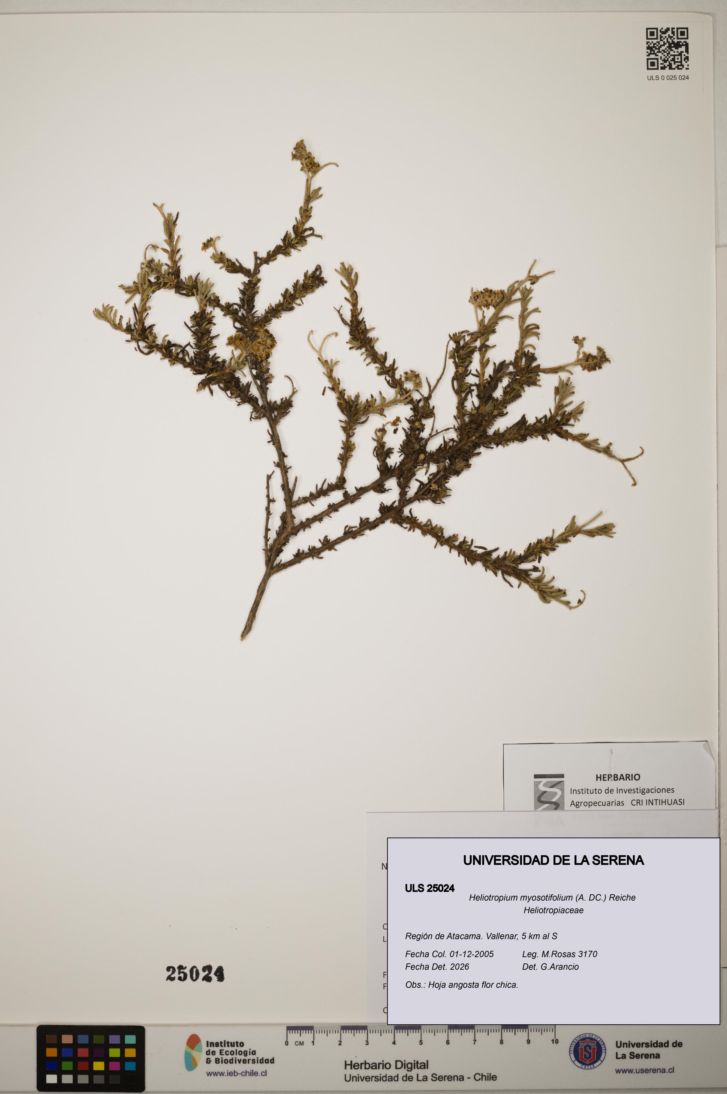 Heliotropium myosotifolium [Espécimen: ]