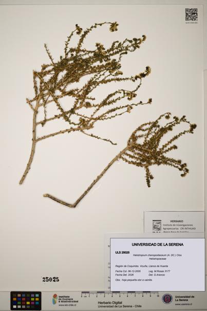 Heliotropium chenopodiaceum [Espécimen: ]