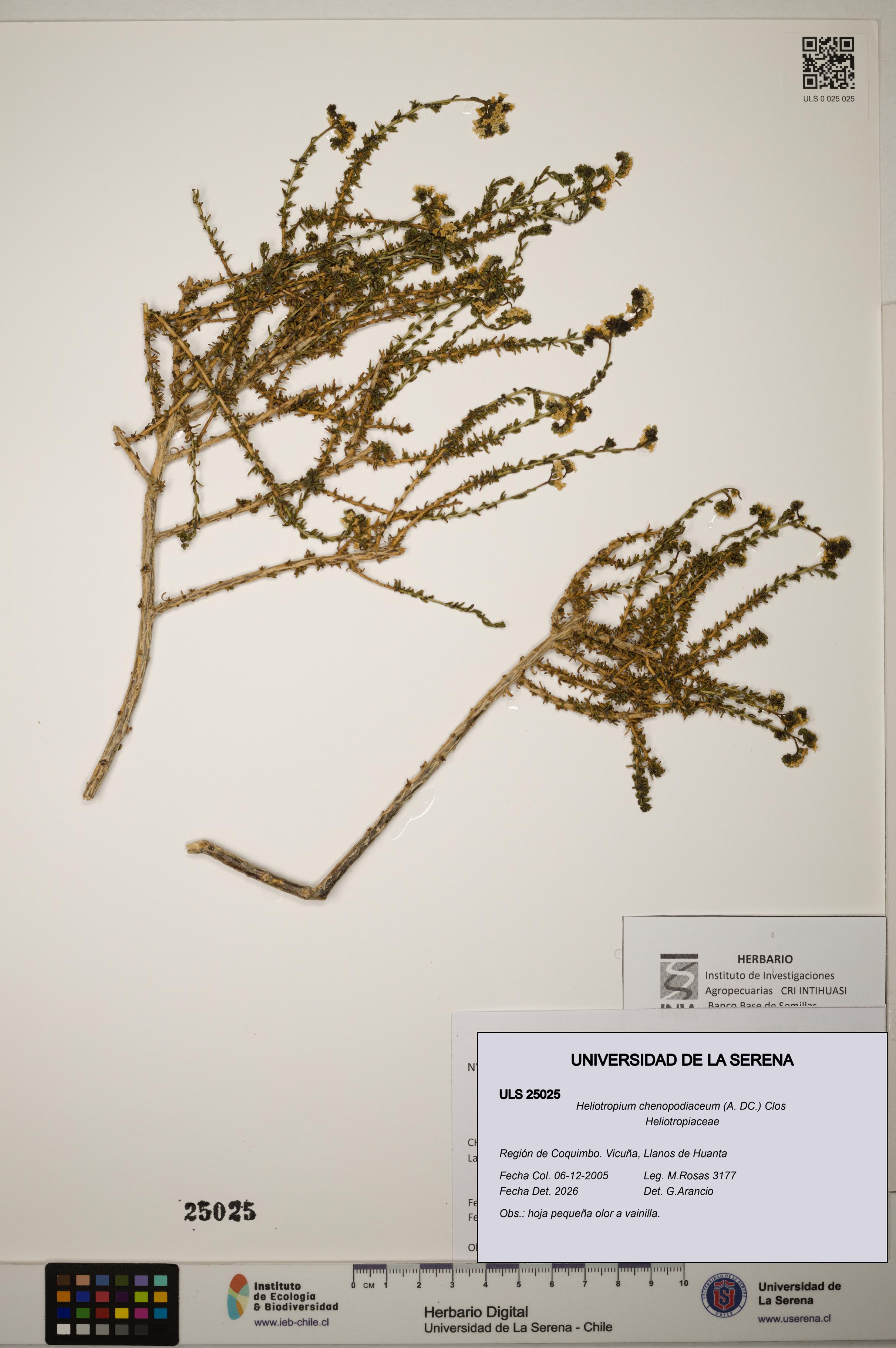 Heliotropium chenopodiaceum [Espécimen: ]