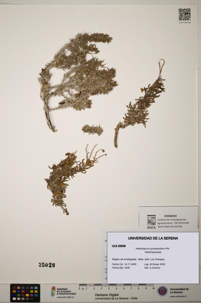 Heliotropium pycnophyllum [Espécimen: ]