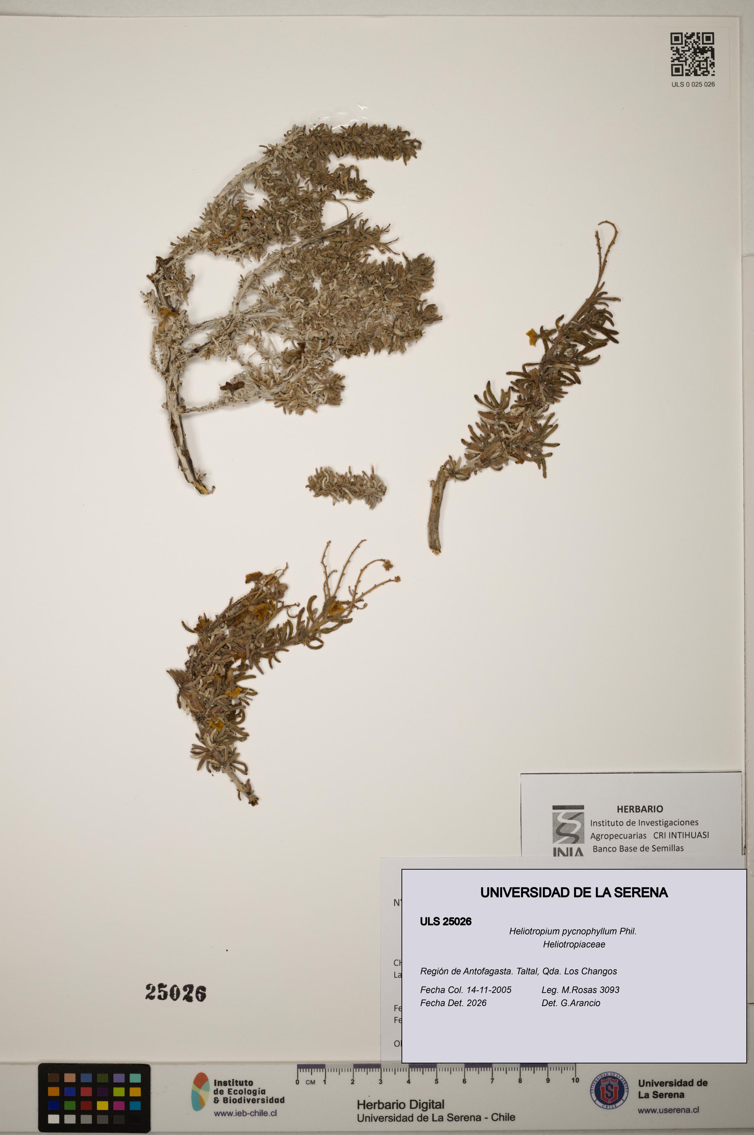 Heliotropium pycnophyllum [Espécimen: ]