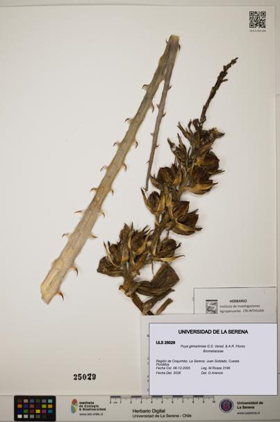 Puya gilmartiniae [Espécimen: ]