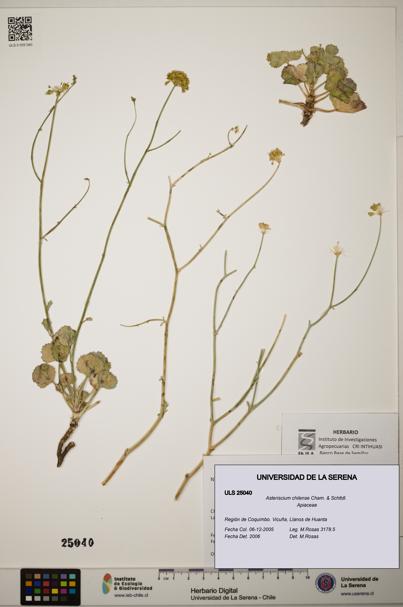 Asteriscium chilense [Espécimen: ]