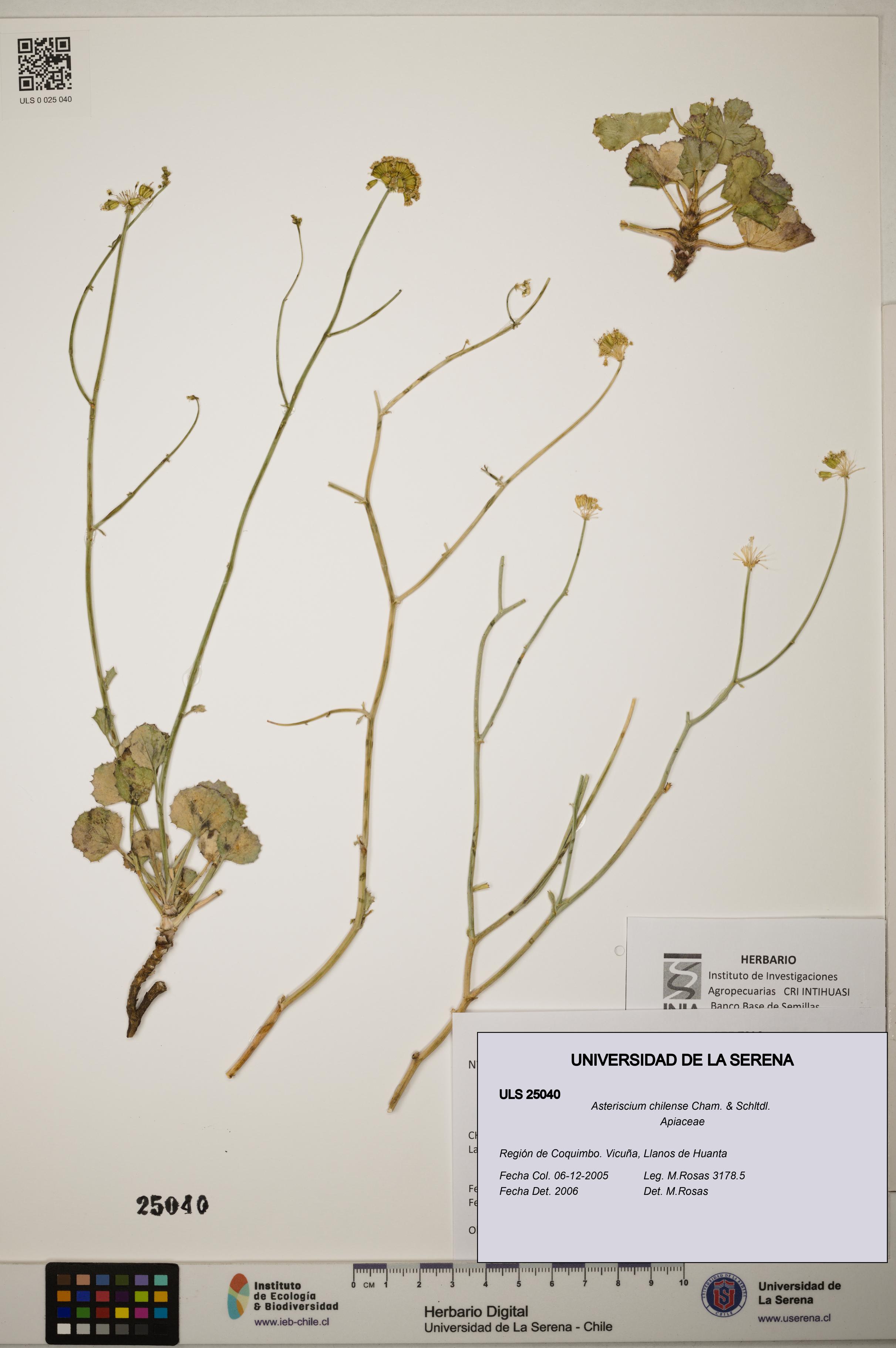 Asteriscium chilense [Espécimen: ]