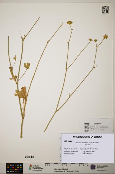Asteriscium chilense [Espécimen: ]