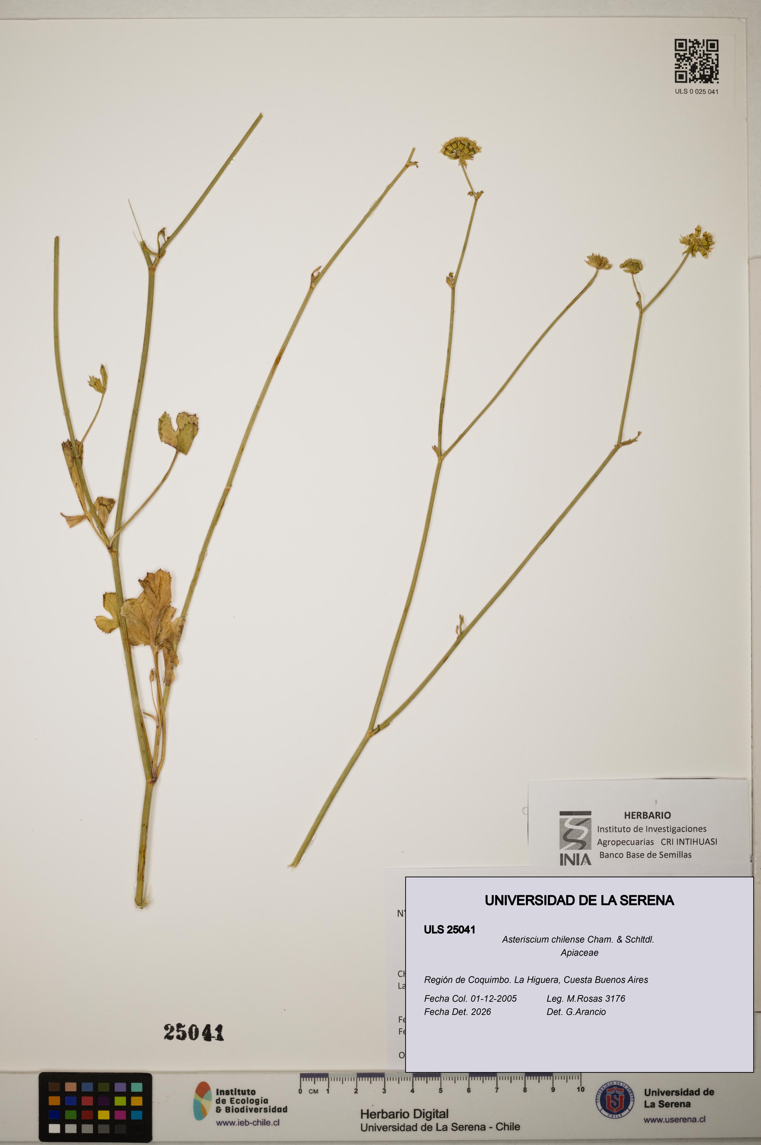Asteriscium chilense [Espécimen: ]