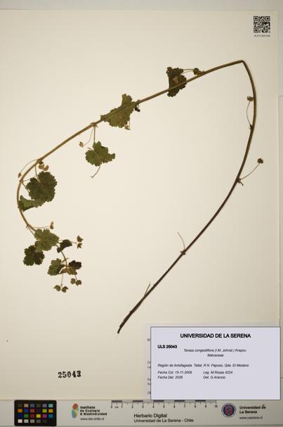 Tarasa congestiflora [Espécimen: ]