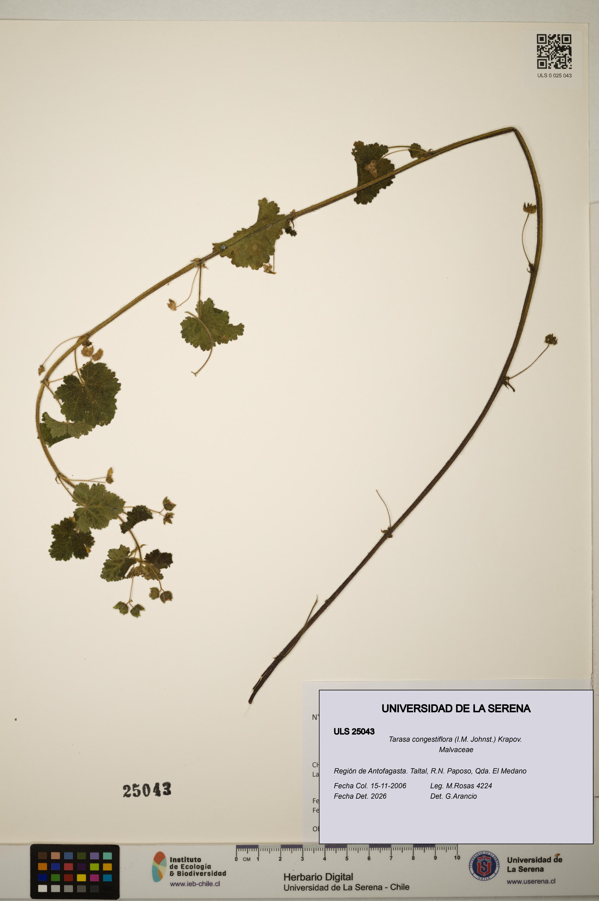 Tarasa congestiflora [Espécimen: ]