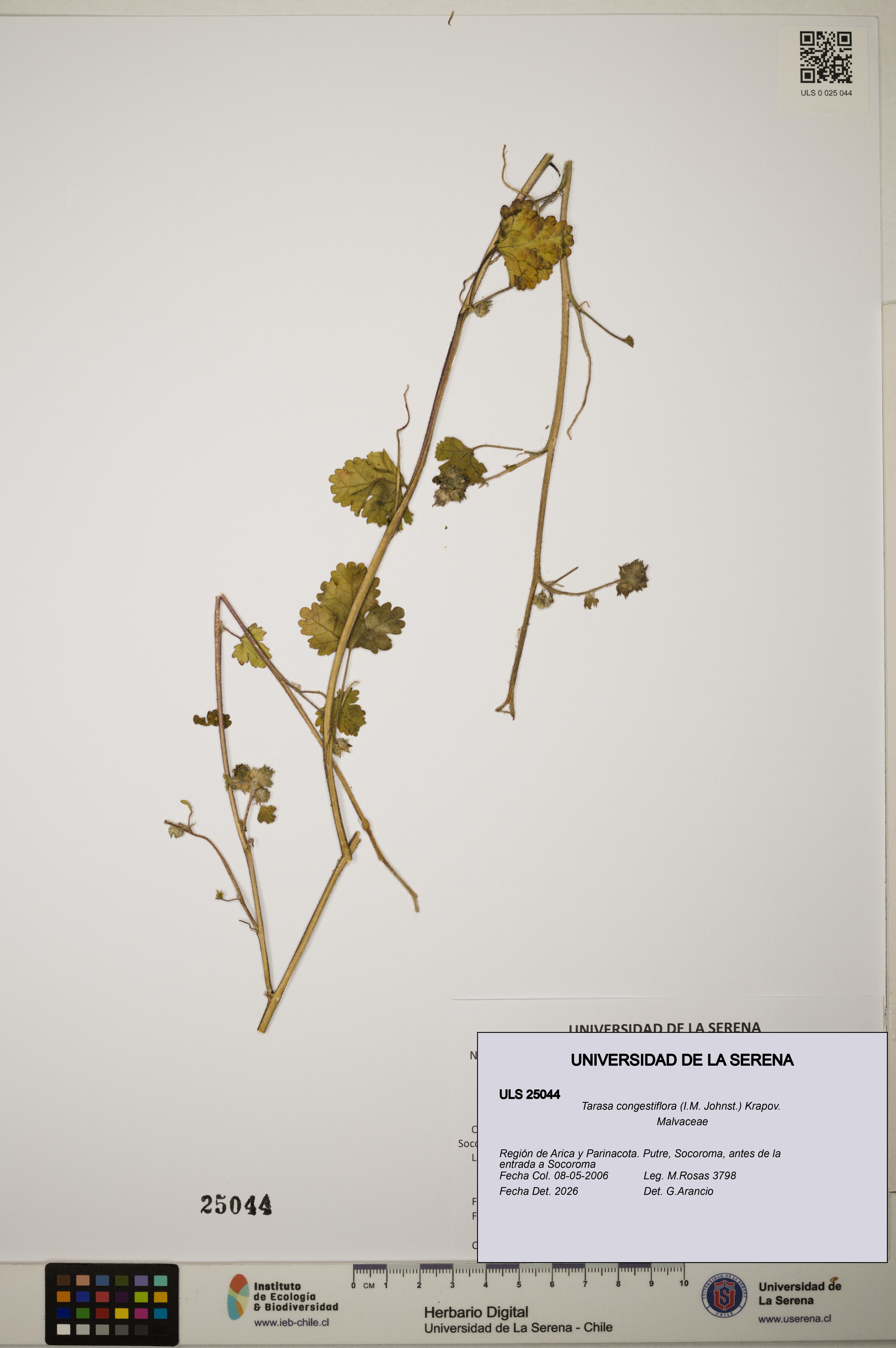 Tarasa congestiflora [Espécimen: ]