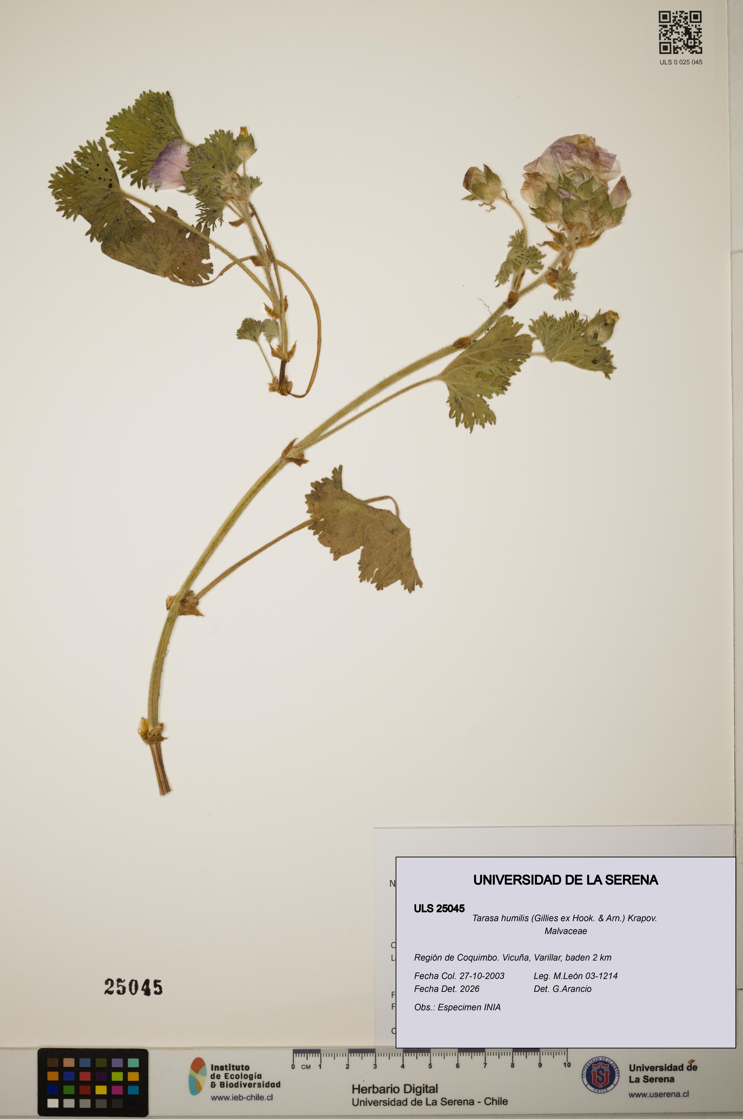 Tarasa humilis [Espécimen: ]