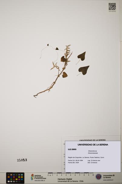 Dioscorea sp. [Espécimen: ]
