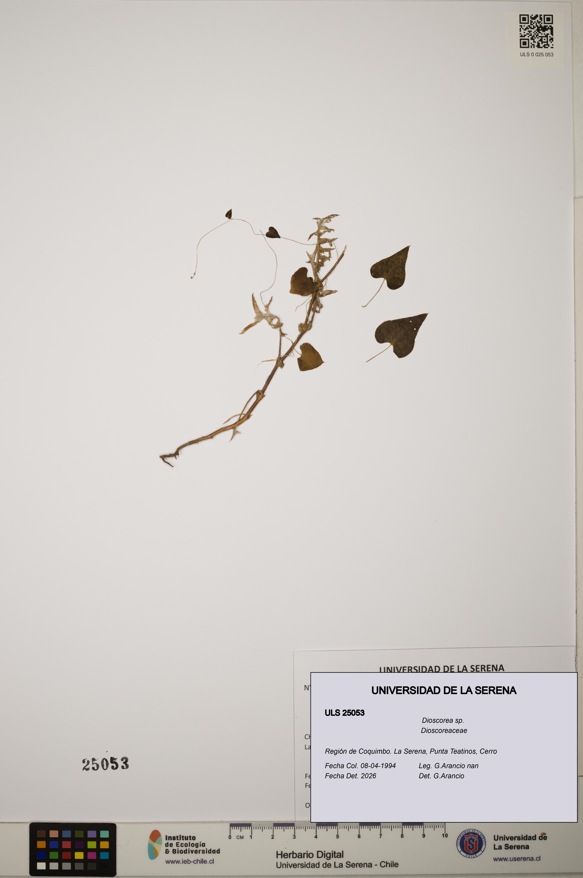 Dioscorea sp. [Espécimen: ]