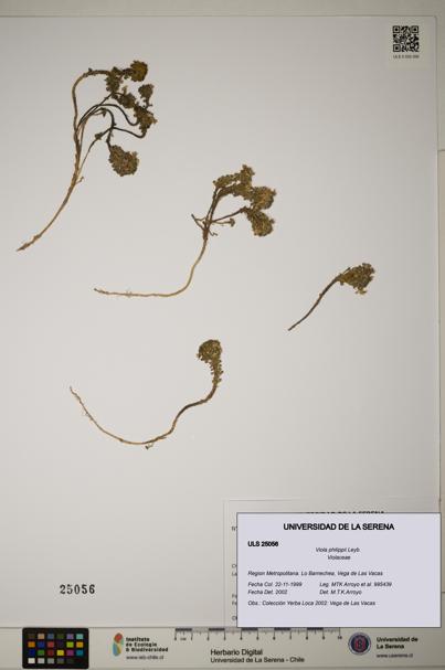 Viola philippii [Espécimen: ]